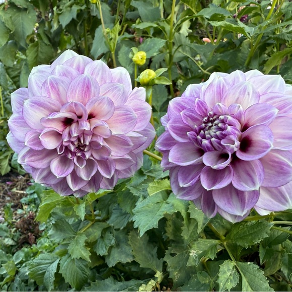 Meet Your Posher, Phoenix - Picture 1 of 1